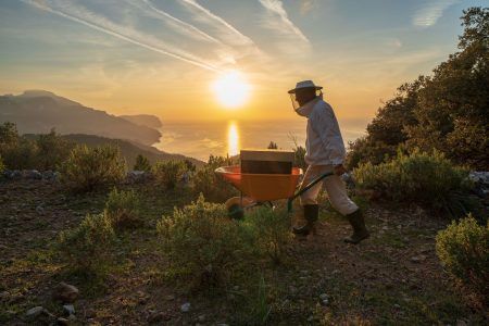 Mel ecològica finca