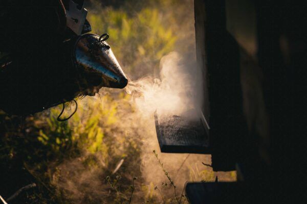 mel caramel foto mel ecologica melcaramel sonreal Bio-Honig von Son Real