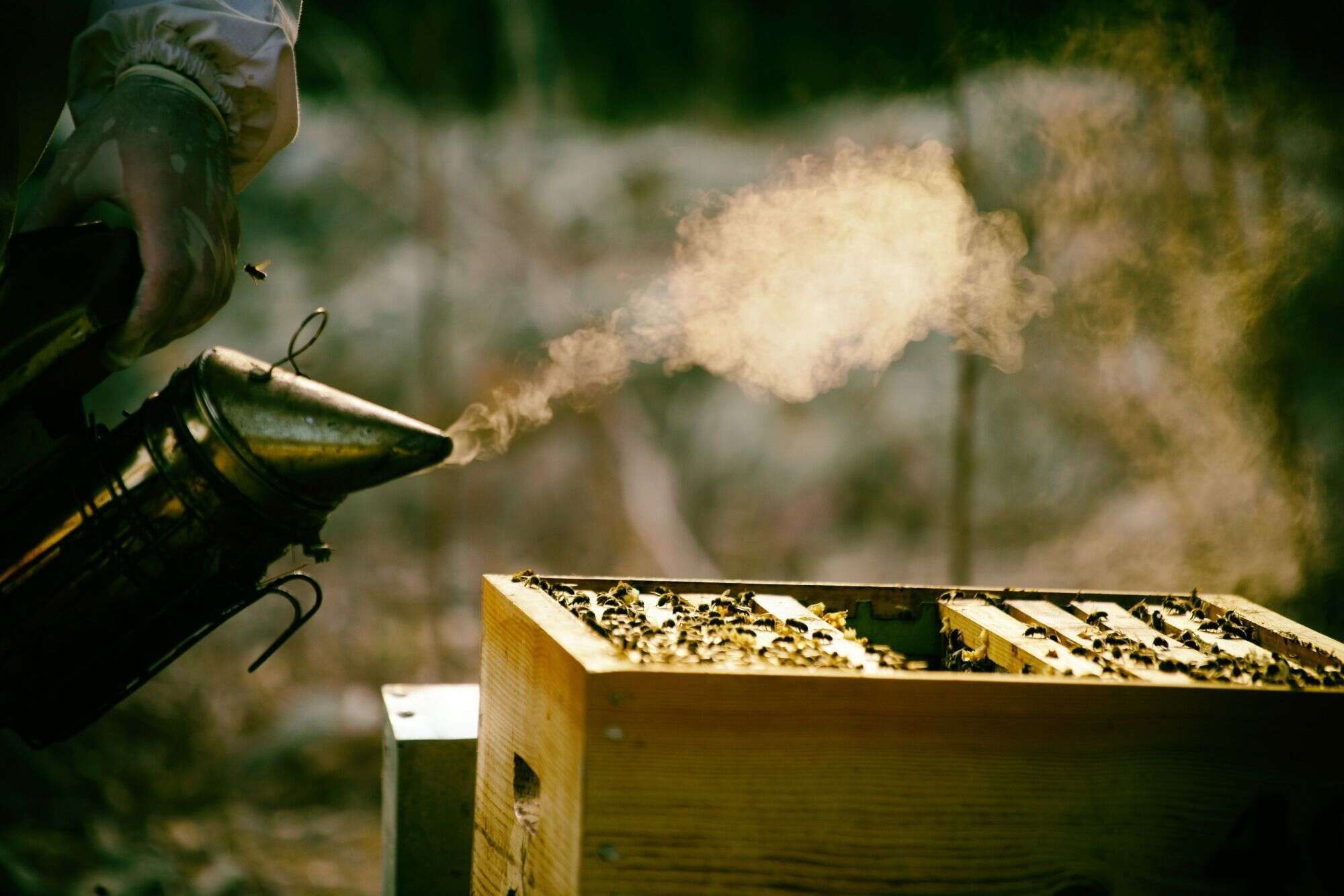 Adormeciendo a las abejas