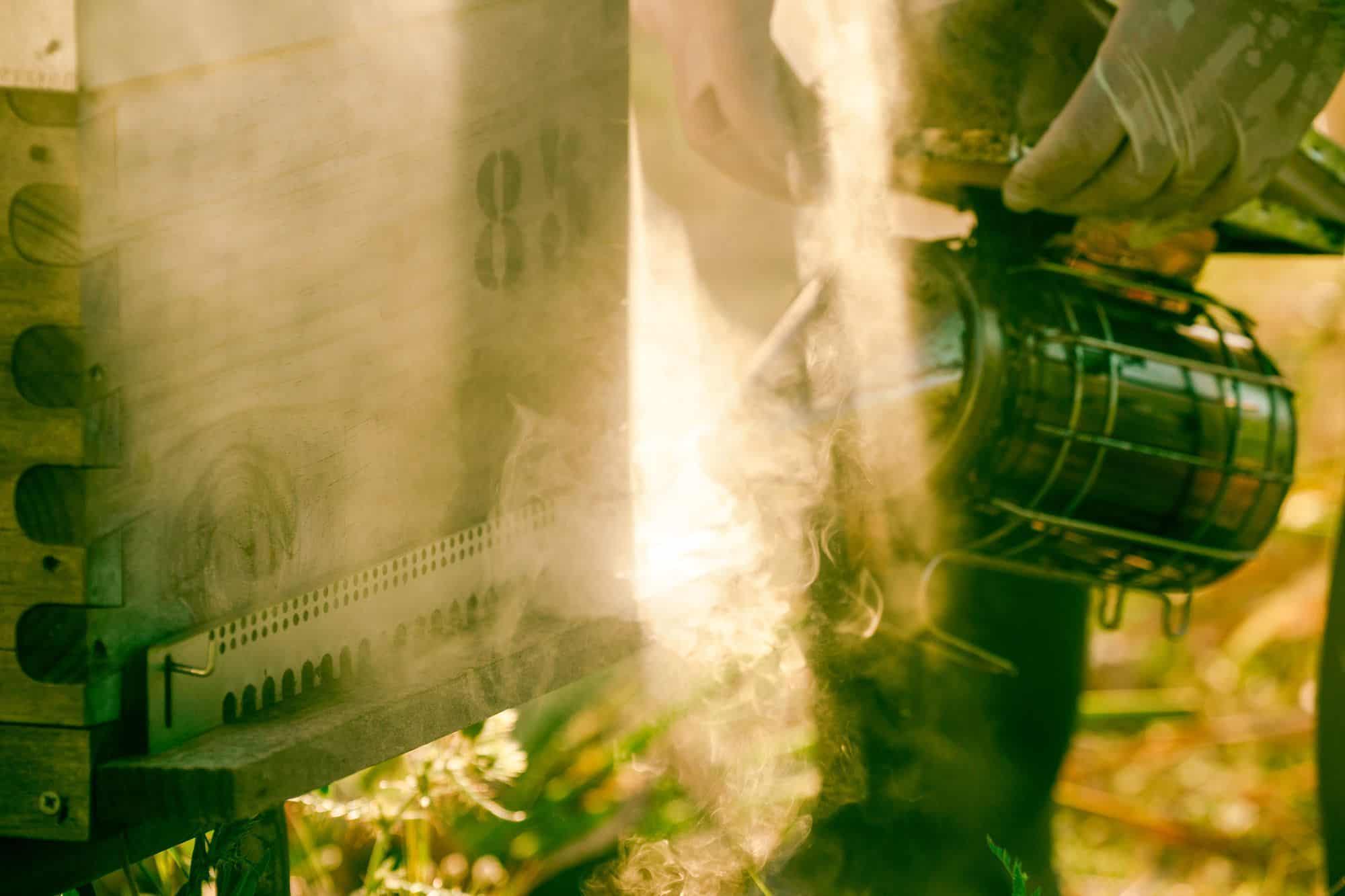 mel caramel foto 3 Miel ecológica de Planícia