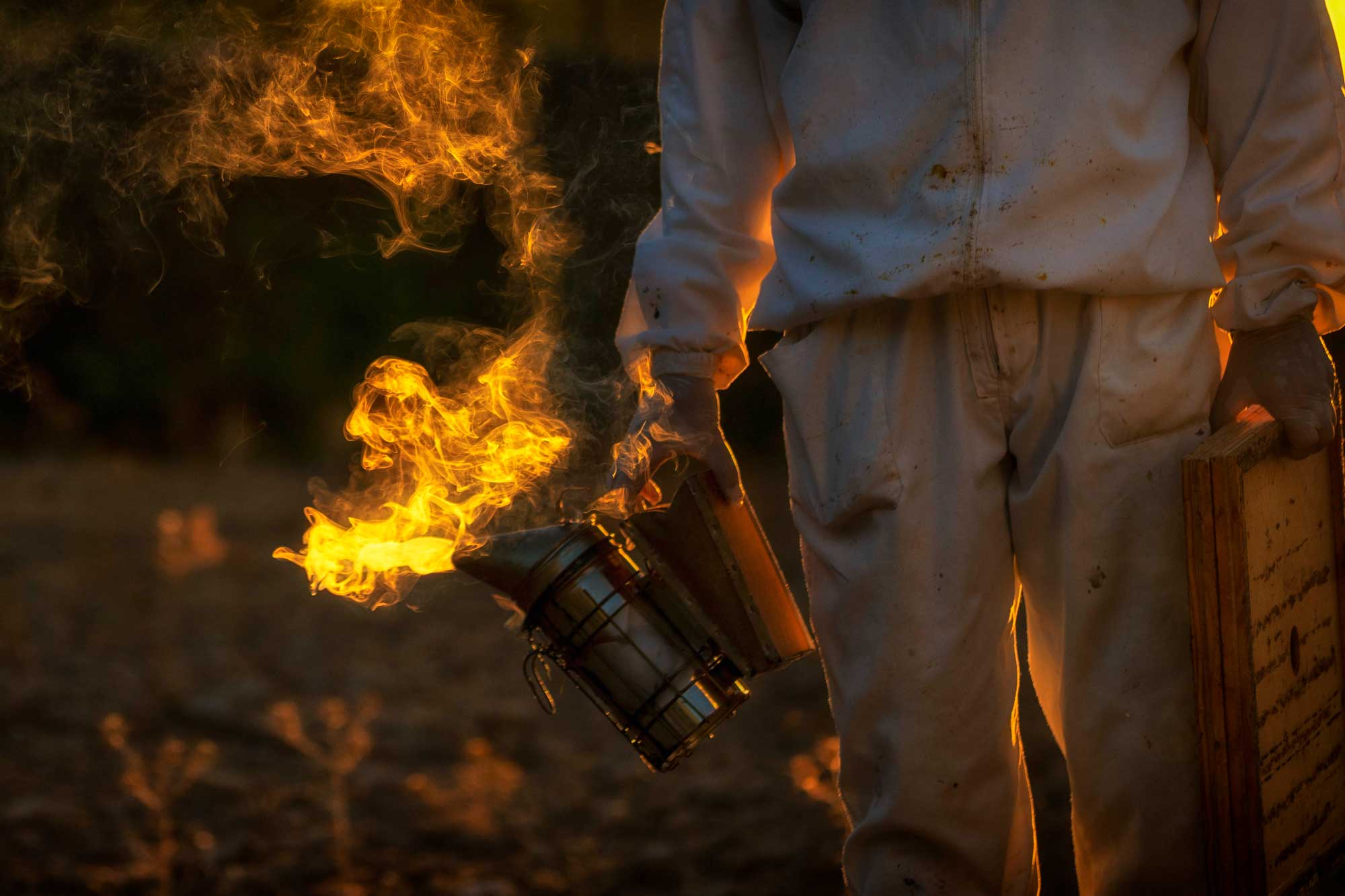 mel caramel rafalplanicia 4 Miel ecológica de Es Rafal de Planícia