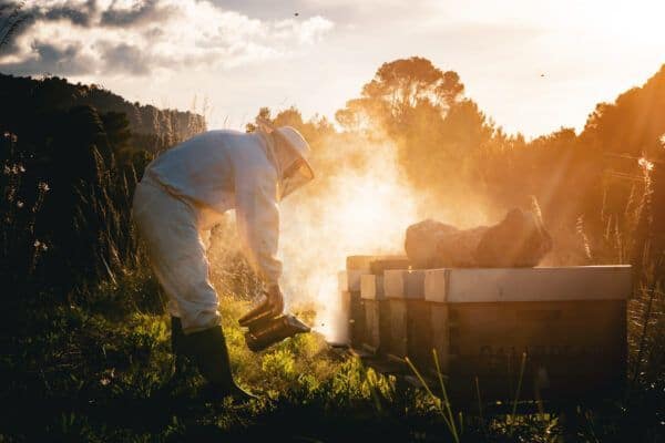 mel caramel ecohoney soncreus 3 Bio-Honig von Son Creus